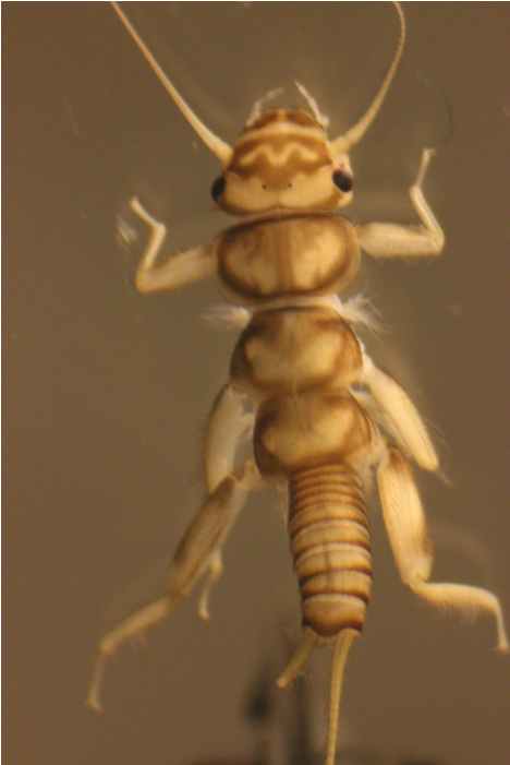 perlinella